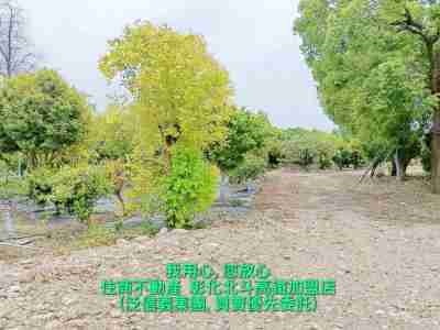 售彰化縣社頭鄉社頭火車站旁美田地(187612)-住商不動產農地3,100萬