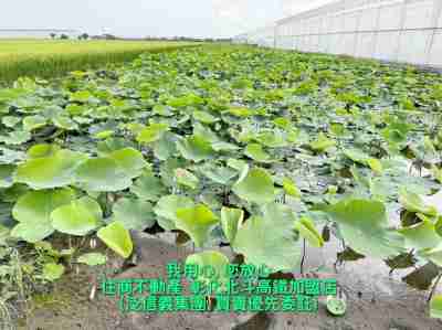 售彰化縣埤頭鄉埤頭雙面路田地(187620)-住商不動產農地861萬